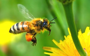 El propóleo, un remedio natural de las abejas.
