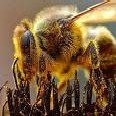 polen miel