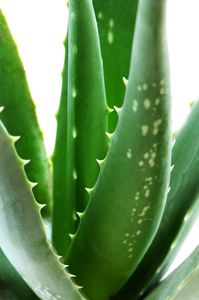 Aloe vera  remedio natural en Les Coses Bones